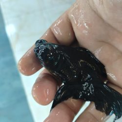 TELESKOP BLACK VE RENKLİ JAPONLAR 10-14 CM 2 ADET KARGOLANILIR