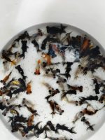 TELESKOP BLACK VE RENKLİ JAPONLAR 3-4 10 ADET KARGOLANILIR - Görsel 4