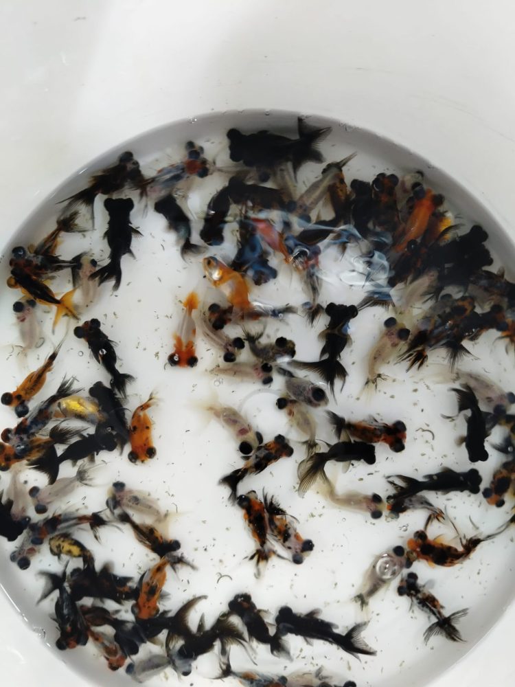 TELESKOP BLACK VE RENKLİ JAPONLAR 3-4 10 ADET KARGOLANILIR - Görsel 4