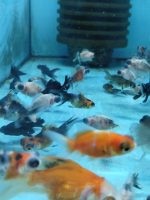 TELESKOP BLACK VE RENKLİ JAPONLAR 3-4 10 ADET KARGOLANILIR - Görsel 3