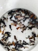 TELESKOP BLACK VE RENKLİ JAPONLAR 3-4 10 ADET KARGOLANILIR - Görsel 2