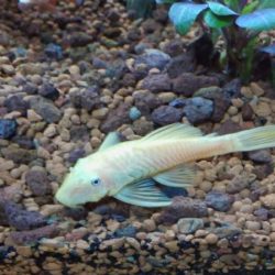 L 144 ALBINO MAVİ GÖZ CÜCE DÜZ KUYRUK VATOZ 4-5 CM ARASI