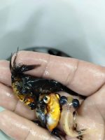 TELESKOP BLACK VE RENKLİ JAPONLAR 3-4 10 ADET KARGOLANILIR