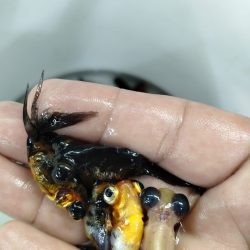 TELESKOP BLACK VE RENKLİ JAPONLAR 3-4 10 ADET KARGOLANILIR