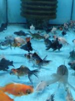 TELESKOP BLACK VE RENKLİ JAPONLAR 3-4 10 ADET KARGOLANILIR - Görsel 6