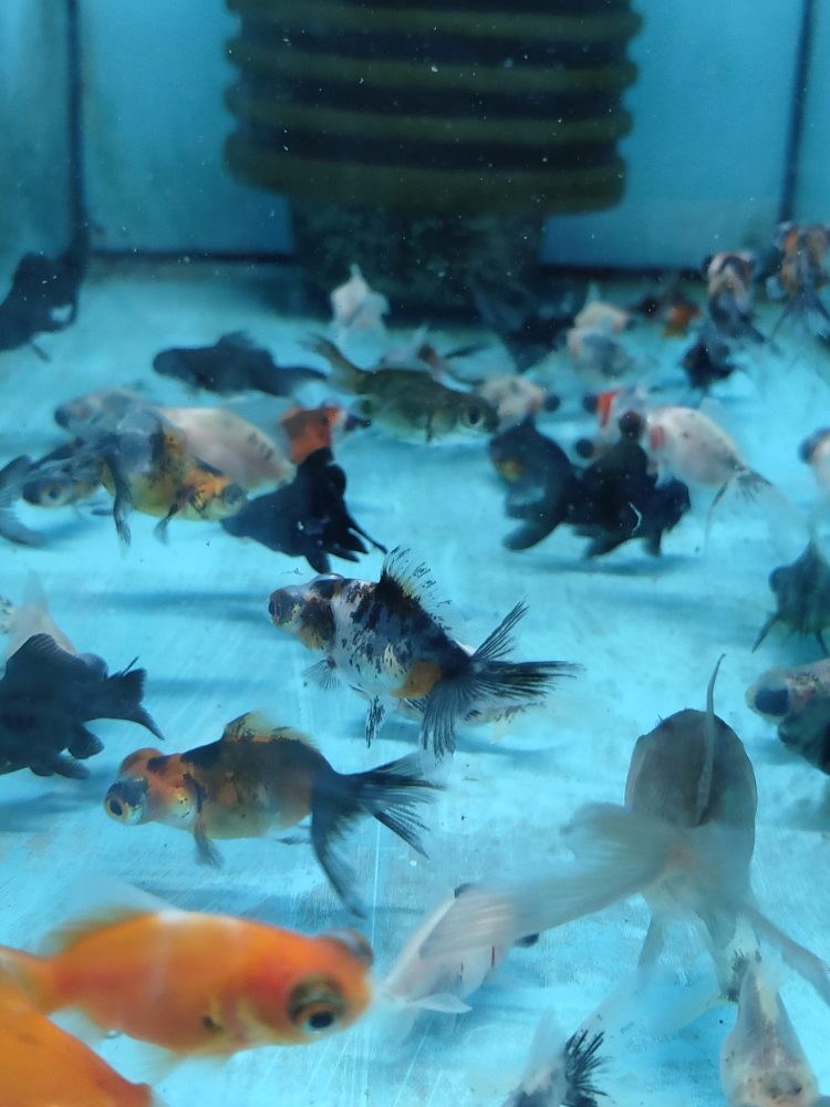 TELESKOP BLACK VE RENKLİ JAPONLAR 3-4 10 ADET KARGOLANILIR - Görsel 6