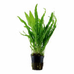 Microsorum pteropus (Java Fern)