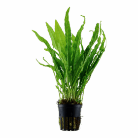 Microsorum pteropus (Java Fern) saksı yok